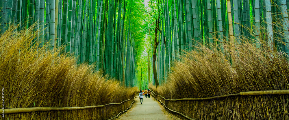 Fototapeta premium 日本 京都 嵐山 竹林の小径 ~ Arashiyama Bamboo Forest, Kyoto's most popular tourist destinations ~