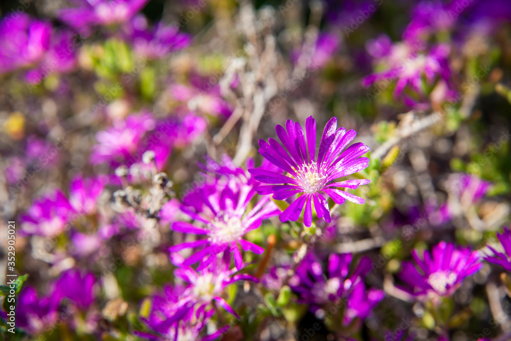 purple flowers in the field purple flowers in the field