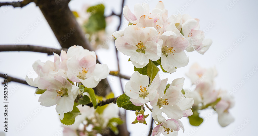 Blooming apple tree in spring with beautiful flowers. Low depth of field, close-up. Blurred light background Blooming apple tree in spring with beautiful flowers. Low depth of field, close-up. Blurred light background