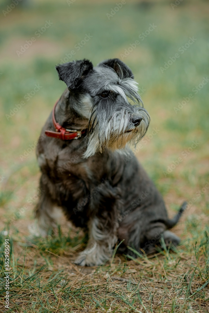 Happy, cute, funny Black dog, pet walking in a summer park. Beautiful portrait of miniature schnauzer in the green grass. Selective and shallow focus.