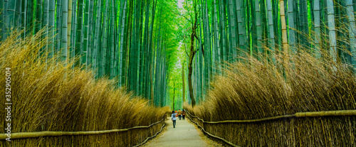日本 京都 嵐山 竹林の小径 ~ Arashiyama Bamboo Forest, Kyoto's most popular tourist destinations ~ photo