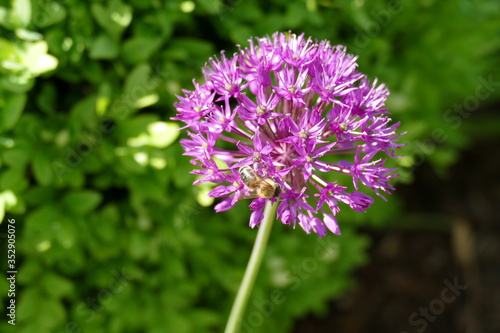 Bienen im Zierlauch Allium