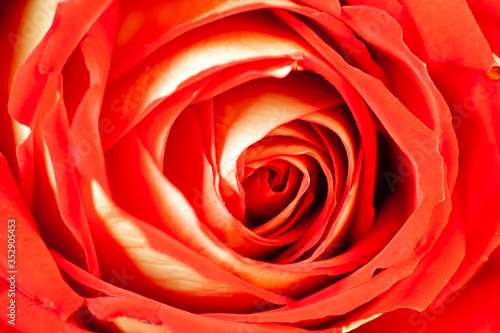 Close up of a speckled red rose