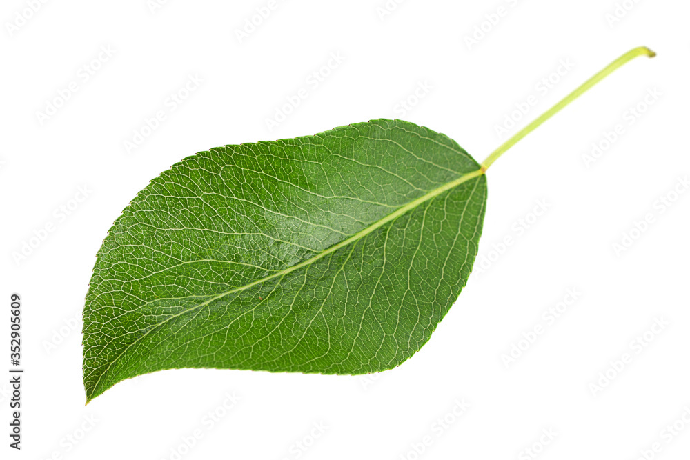Obraz premium Pear leaf closeup