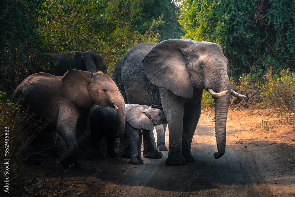 elephants in the wild in Kruger National Park, South Africa (D.O.)