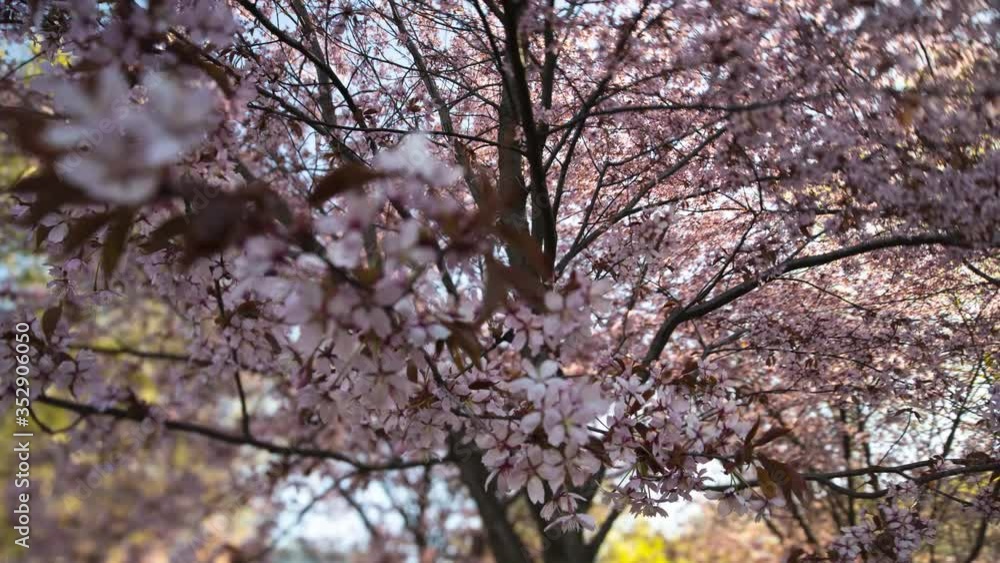 Helsinki Cherry Tree Blossom Timelapse at Morning Nr2 4K. With Tilt-Shift lens at Roihuvuori Cherry Tree Park Mother's Day 2020. The place is Roihuvuoren kirsikkapuisto. Prores422 and photos Av. Helsinki Cherry Tree Blossom Timelapse at Morning Nr2 4K. With Tilt-Shift lens at Roihuvuori Cherry Tree Park Mother's Day 2020. The place is Roihuvuoren kirsikkapuisto. Prores422 and photos Av.