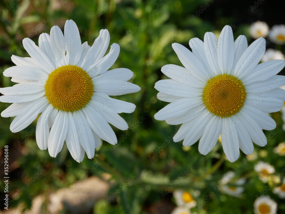 Fototapeta premium Two white roadside flowers 