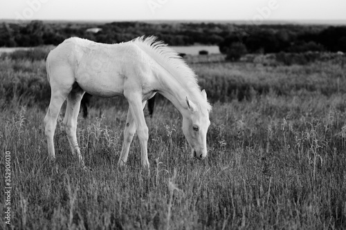 Young white colt horse in farm grass  grazing during summer in Texas close up.