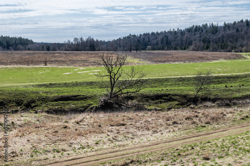 The forest around the endless fields