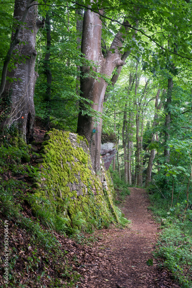 Obraz premium view of mossy forest with rocks in the mountain