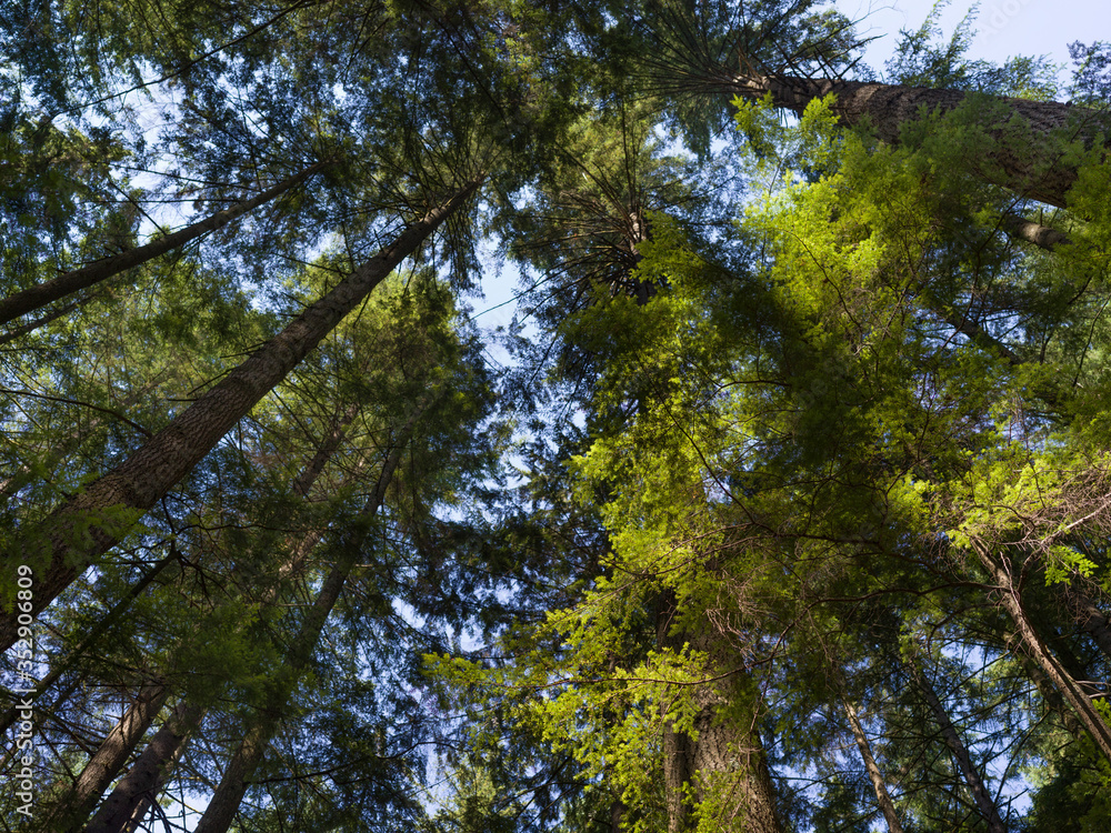 Trees in a forest, Lynn Canyon Park, North Vancouver, Vancouver, Lower Mainland, British Columbia, Canada Trees in a forest, Lynn Canyon Park, North Vancouver, Vancouver, Lower Mainland, British Columbia, Canada