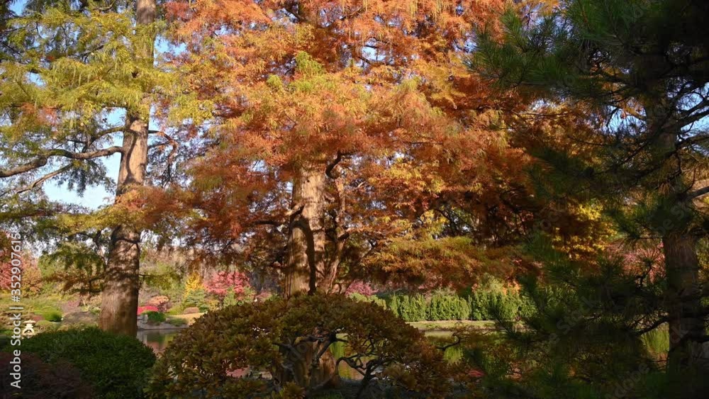 Autumn scene showing a tree with orange leaves on a sunny day Autumn scene showing a tree with orange leaves on a sunny day