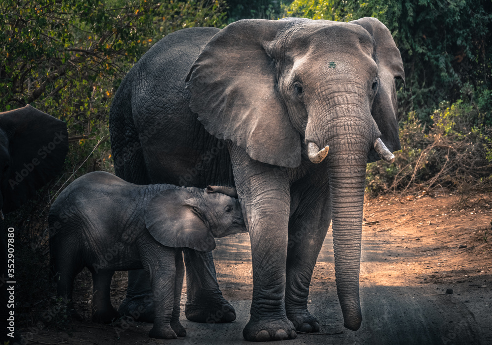 Elephant family with young calf