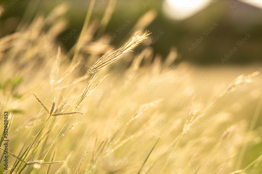 Fototapeta premium Soft focus field of grass yellows during sunset. Grass background