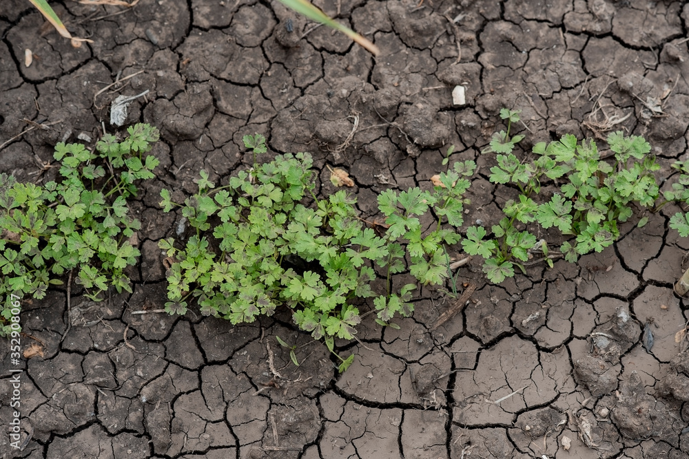 Young sprouts of parsley grow on a in the ground in a greenhouse in spring. Shallow depth of field. selective focus. Dry land in the cracks. Black soil. Young sprouts of parsley grow on a in the ground in a greenhouse in spring. Shallow depth of field. selective focus. Dry land in the cracks. Black soil.