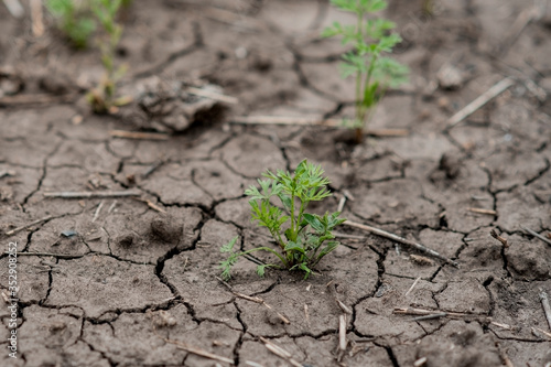 Young sprouts of parsley grow on a in the ground in a greenhouse in spring. Shallow depth of field. selective focus. Dry land in the cracks. Black soil.