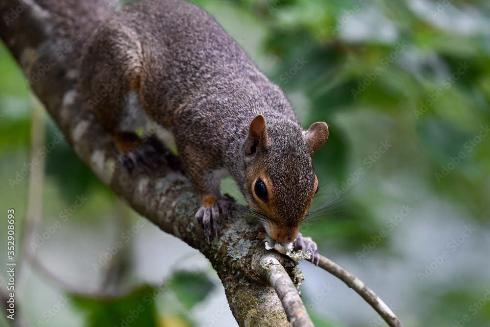 Eastern gray squirrel on branch