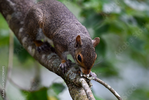 Eastern gray squirrel on branch
