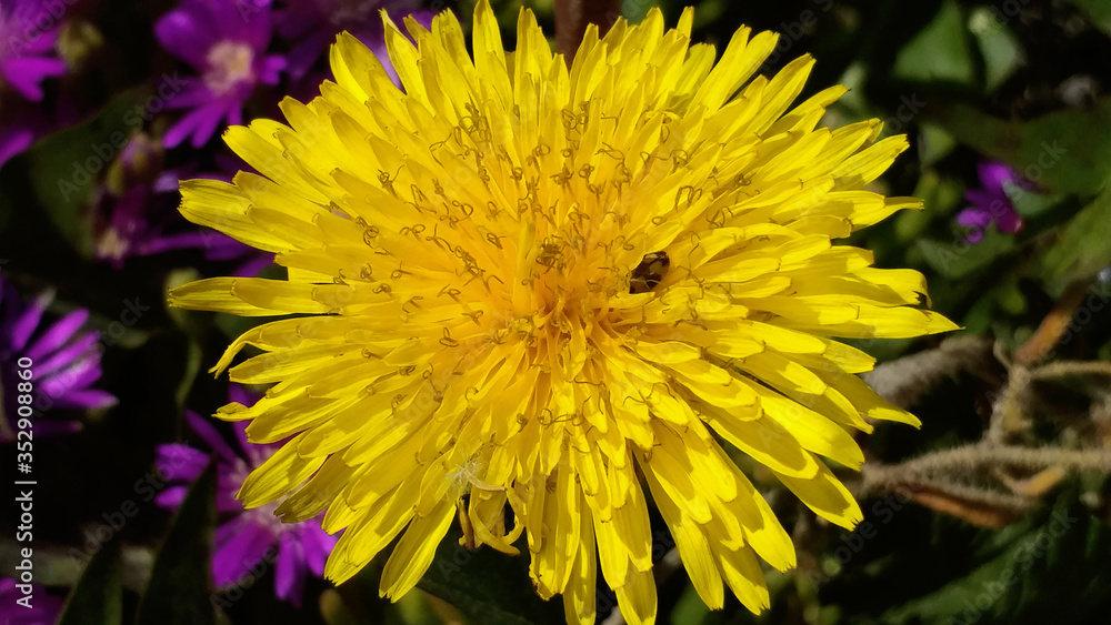 Obraz premium bee on dandelion