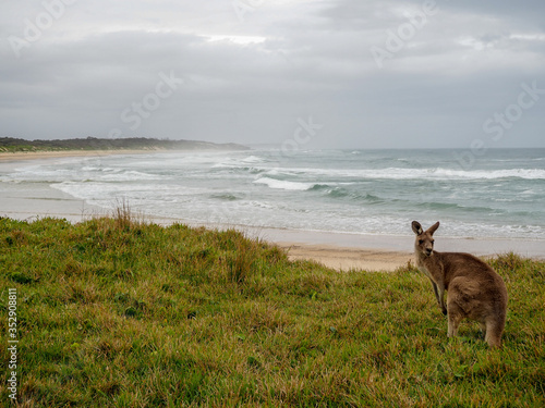 kangaroo sitting on a beach in yuraygir national park, australia
