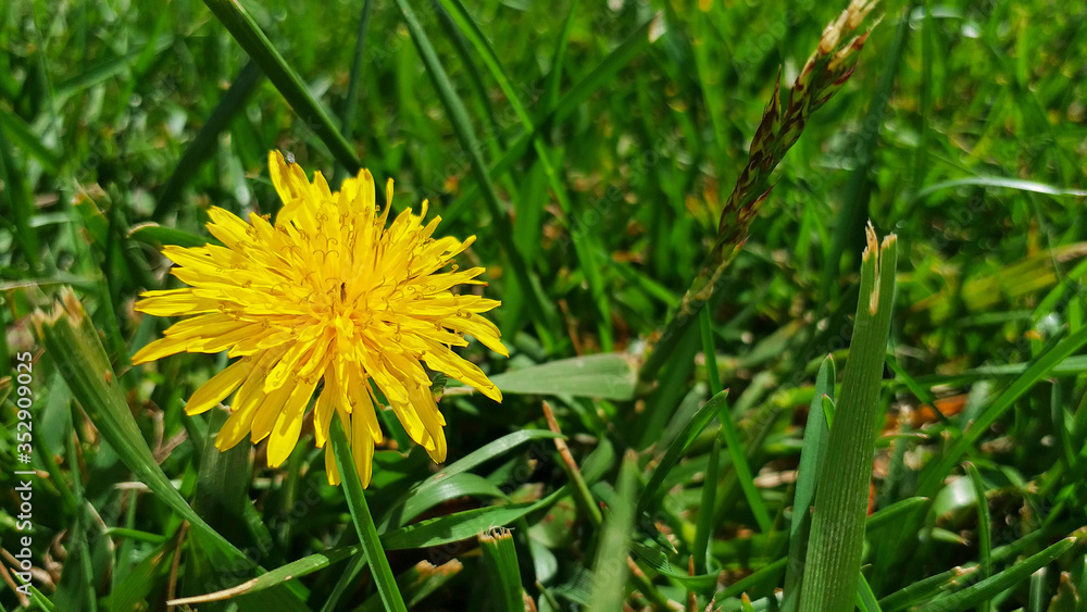 dandelion in grass dandelion in grass