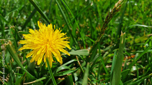 dandelion in grass