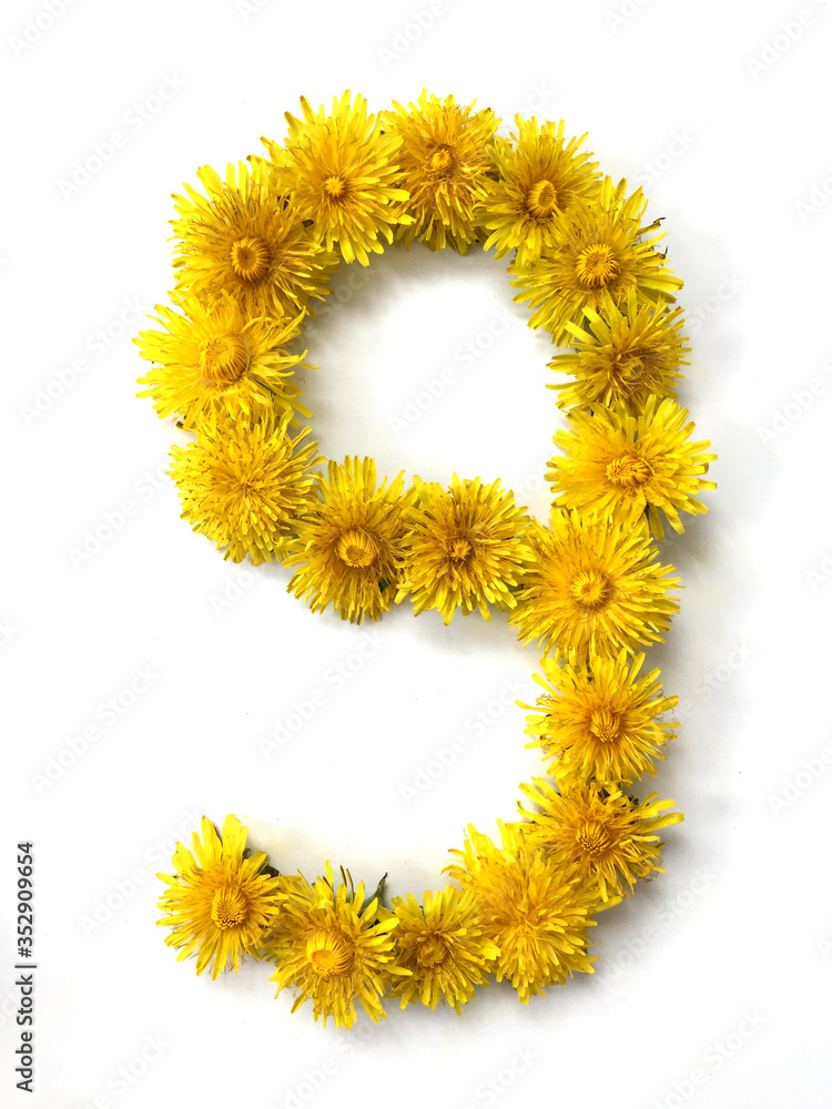 Figure 9 of dandelion flowers on a white background Figure 9 of dandelion flowers on a white background