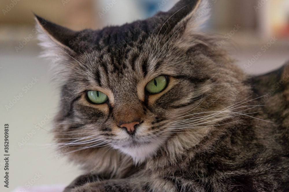 Fototapeta premium close up portrait of a Maine coon cat