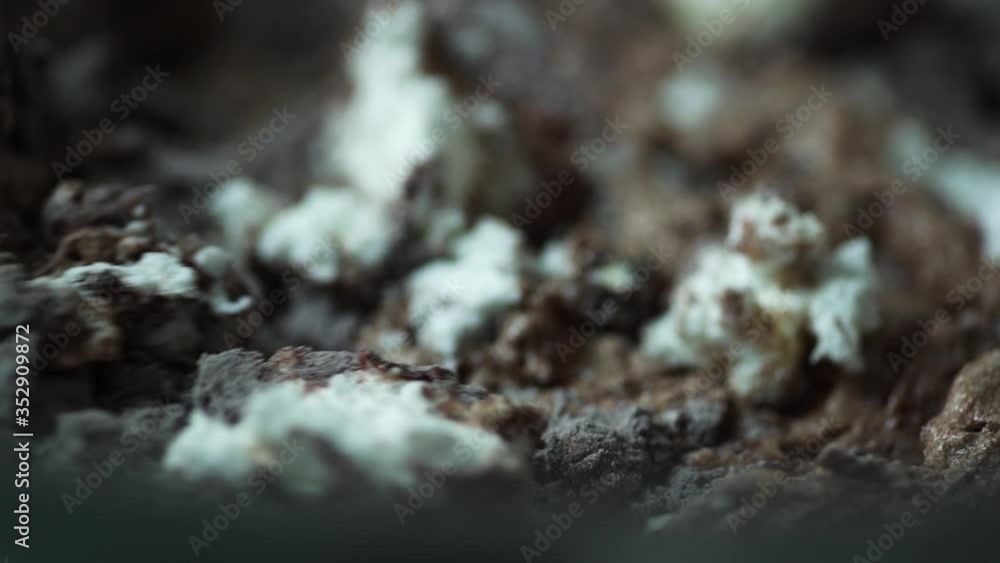 The chef mixes the whipped cream with some kind of powder for a delicious sweet cake. Close-up The chef mixes the whipped cream with some kind of powder for a delicious sweet cake. Close-up