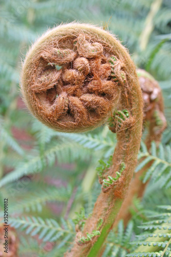 Fern spirals in spring in close up