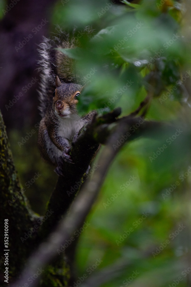 Eastern gray squirrel in tree Eastern gray squirrel in tree