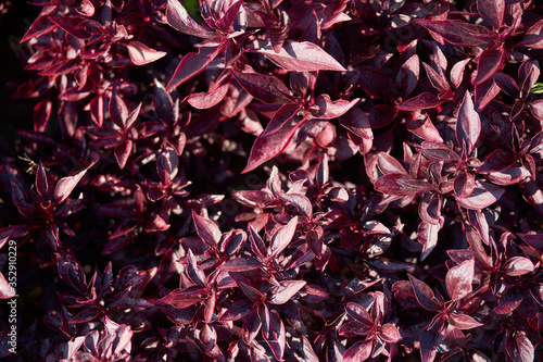 Burgundy plant leaves in sunny day. Top view.