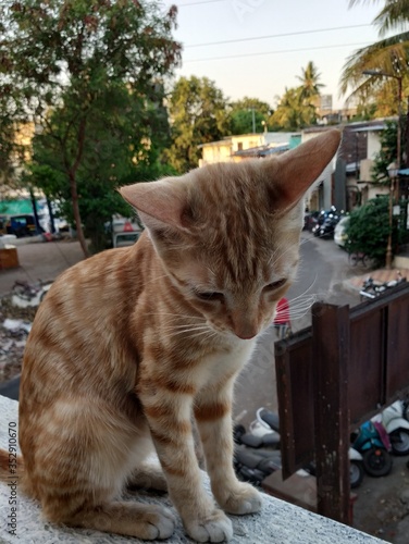 cat in balcony 
quarantine poses