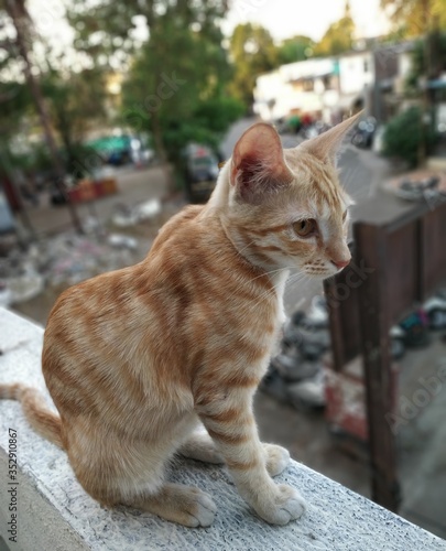 cat in balcony 
quarantine poses