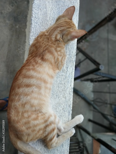 cat in balcony 
quarantine poses
sitting on edge