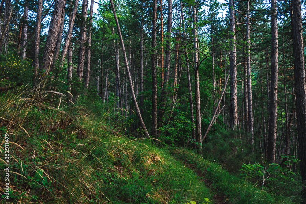 A picturesque view of a hiking path in a pine forest in the French Alps mountains (Puget-Theniers, Alpes-Maritimes, France) A picturesque view of a hiking path in a pine forest in the French Alps mountains (Puget-Theniers, Alpes-Maritimes, France)