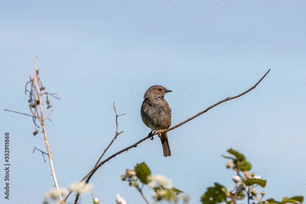 Hedge Accentor (Dunnock) perching on a dead stem near East Grinstead Hedge Accentor (Dunnock) perching on a dead stem near East Grinstead