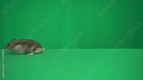 hamster on a green screen
