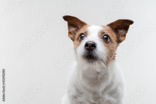  dog sweet face . Funny jack russell terrier on a light background. Pet on white