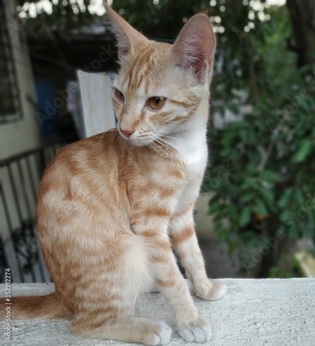 cat in balcony 
best poses
worship me human