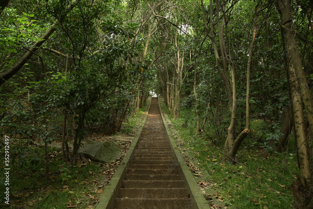 Stone steps among trees