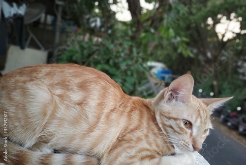 cat in balcony 
striking poses