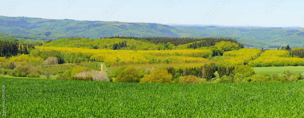 Mischwald Panorama im Hunsrück nahe  Briedel an der Mosel
