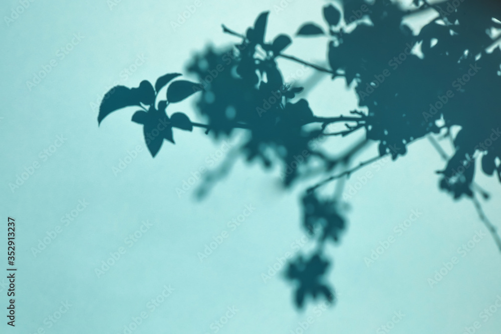 Tree branches and flowering plants and shadows on a blue wall background. Flat lay. Minimal concept of abstract natural summer texture Tree branches and flowering plants and shadows on a blue wall background. Flat lay. Minimal concept of abstract natural summer texture
