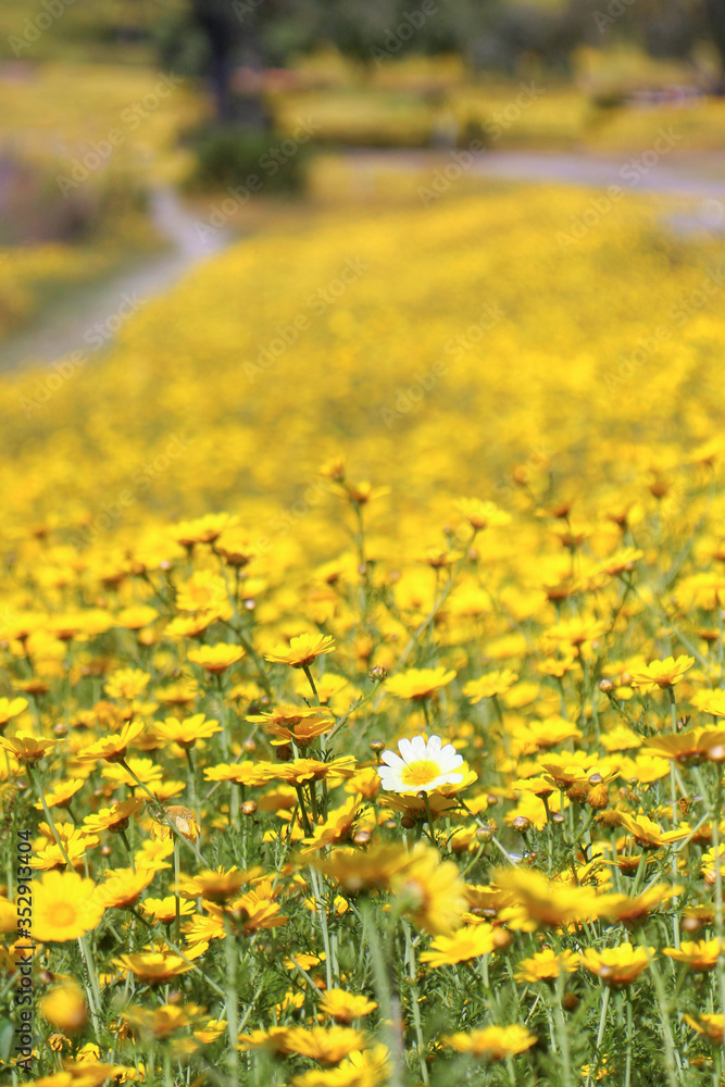 Fototapeta premium stand out in the flowers