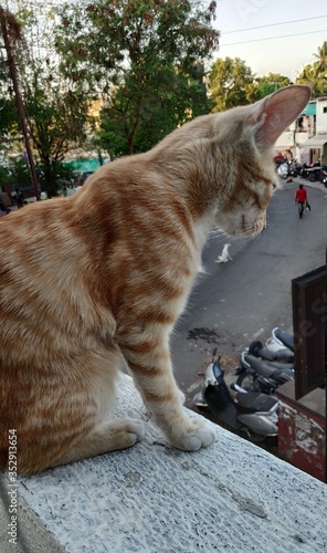 cat in balcony
quarantine pose