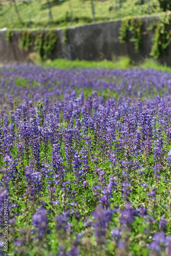 Spring purple wildflowers