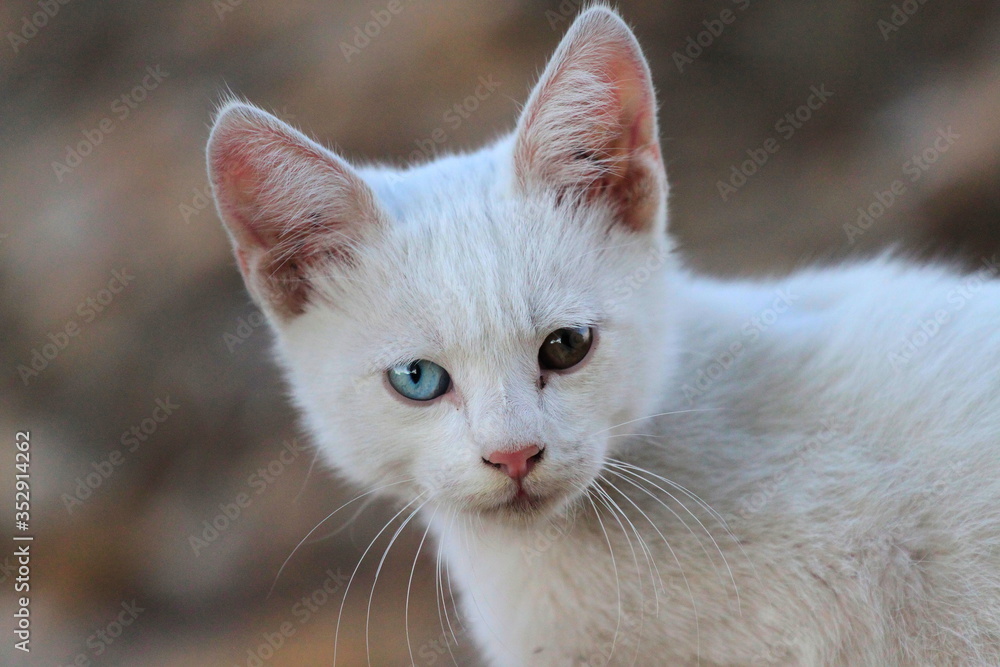 white cat puppy with beutifull and colored eyes.