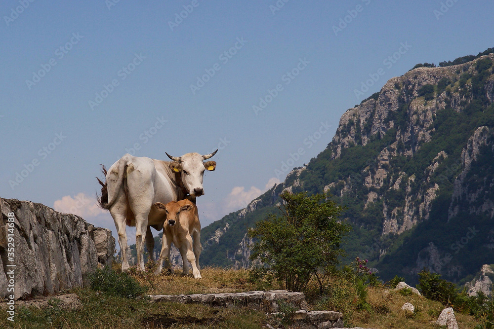 custom made wallpaper toronto digitalPodolica cow or mucca Podolica with her calf. Avellino, Campania, Irpinia, Monte Terminio, Italy