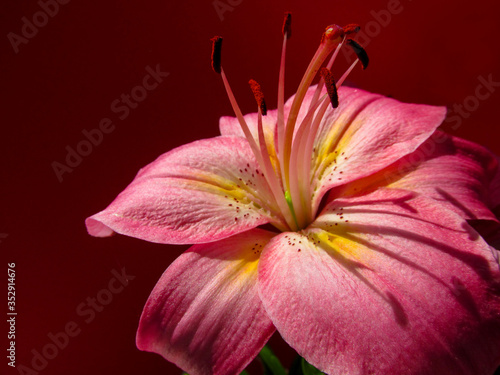 Pink lily flowers. Close-up view on the beautiful Tiger lily blooms.